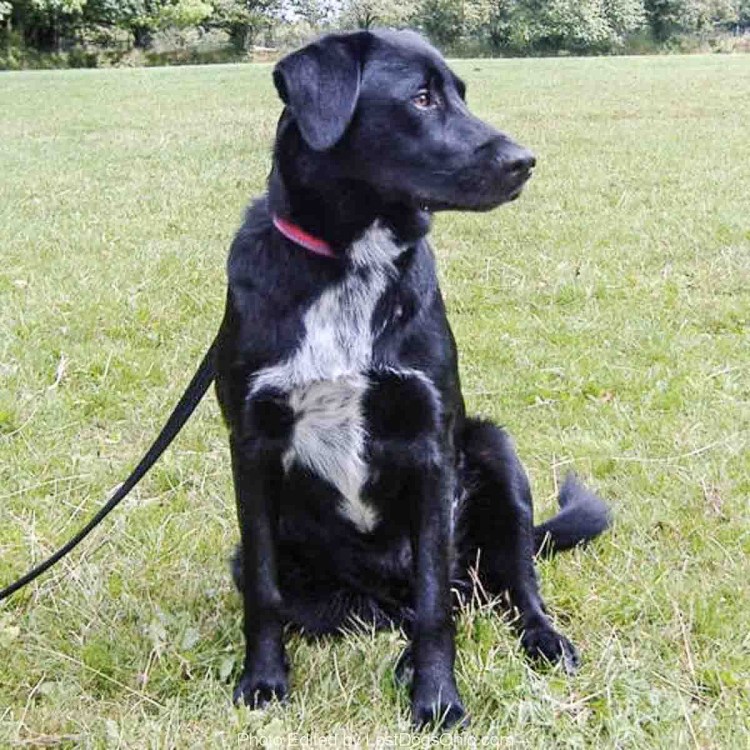 Южнорусская лайка