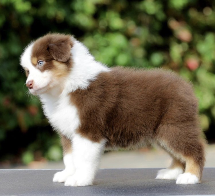 Аусси красный Триколор