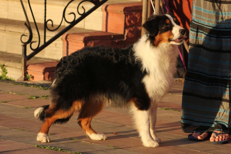 Овчарка Триколор