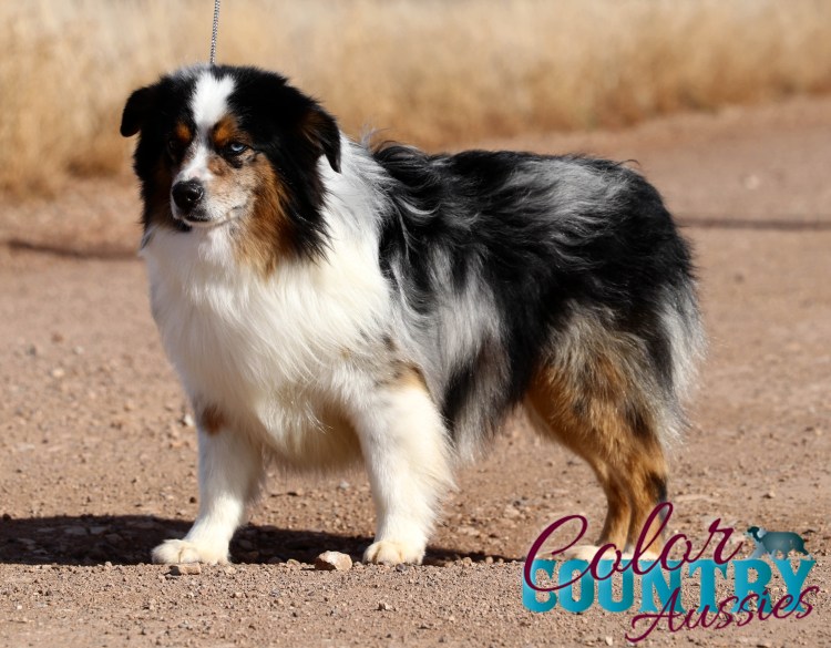 Австралийская овчарка груминг