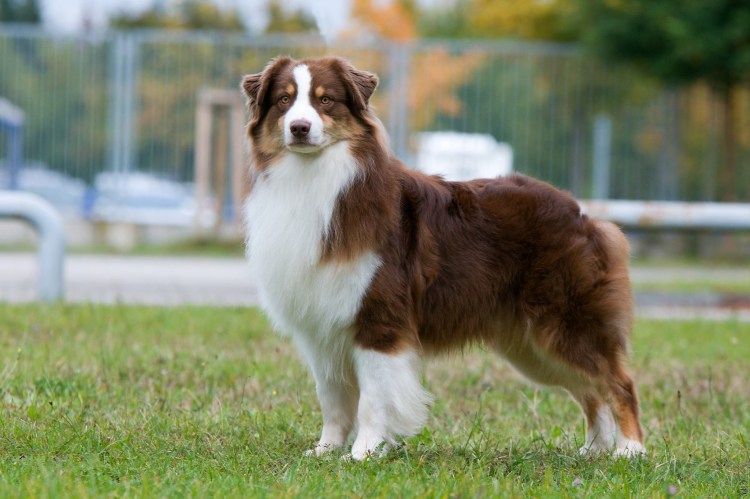 Австралийская овчарка аусси красный