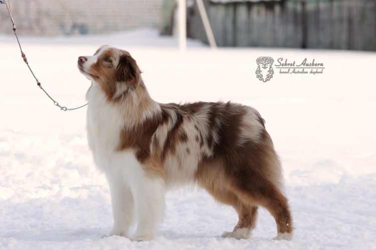 Аусси красный Триколор с хвостом