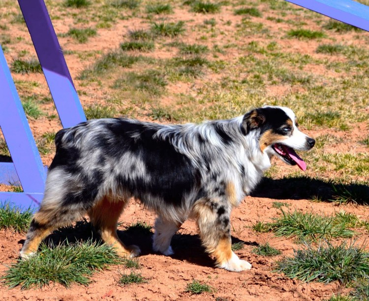 Окрасы аусси черный Триколор