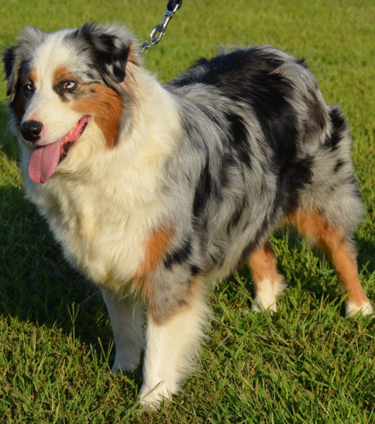 Овчарка аусси Мерль