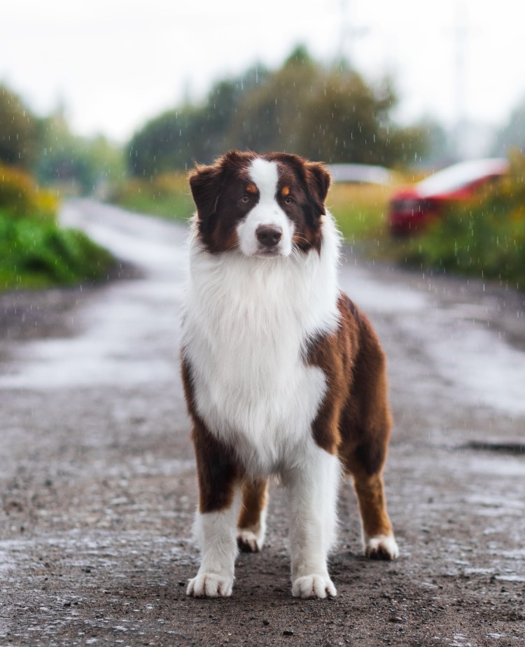 Австралийская овчарка аусси красный