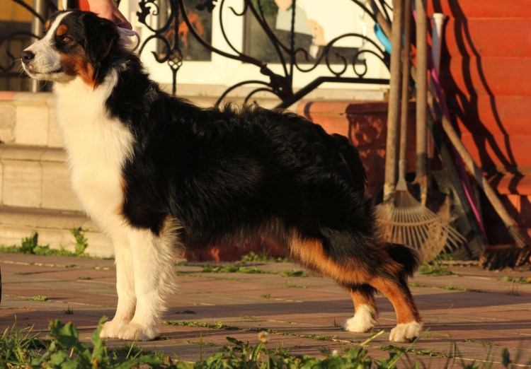 Австралийская овчарка аусси красный мрамор