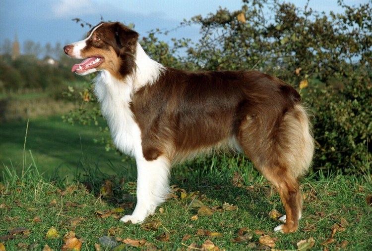 Австралийская овчарка Триколор