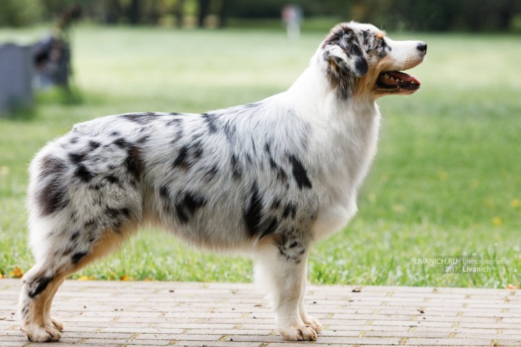 Австралийская овчарка биколор