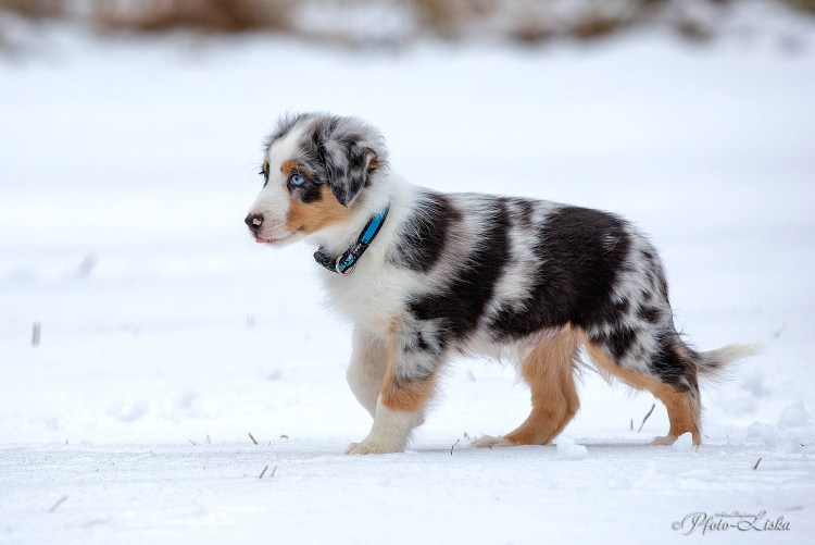 Аусси и кокер спаниель