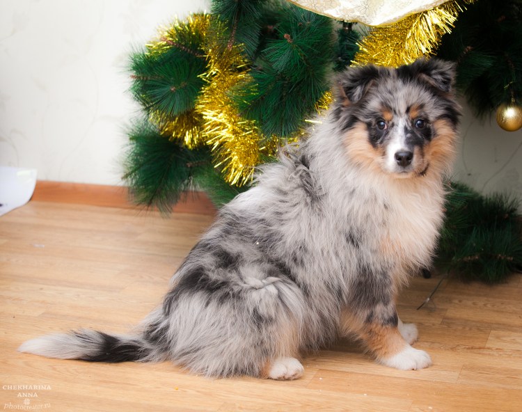 Австралийская овчарка аусси мини