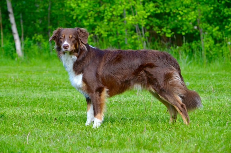 Австралийская овчарка красный Триколор