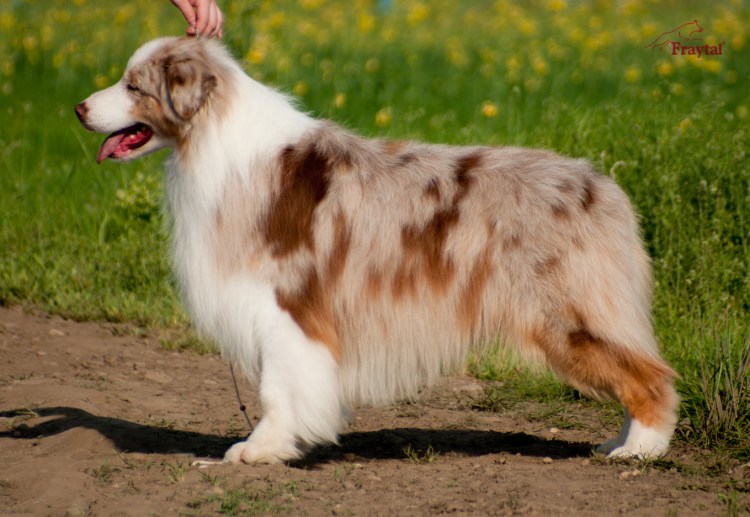 Австралийская овчарка красный Мерль