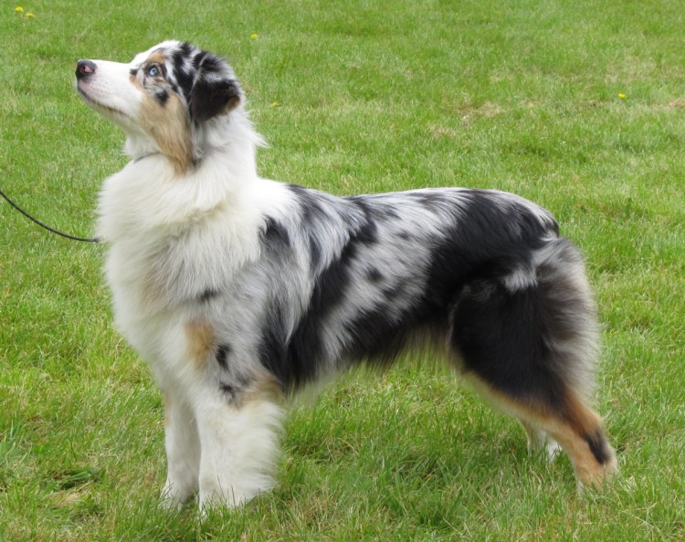 Аусси австралийская овчарка с хвостом