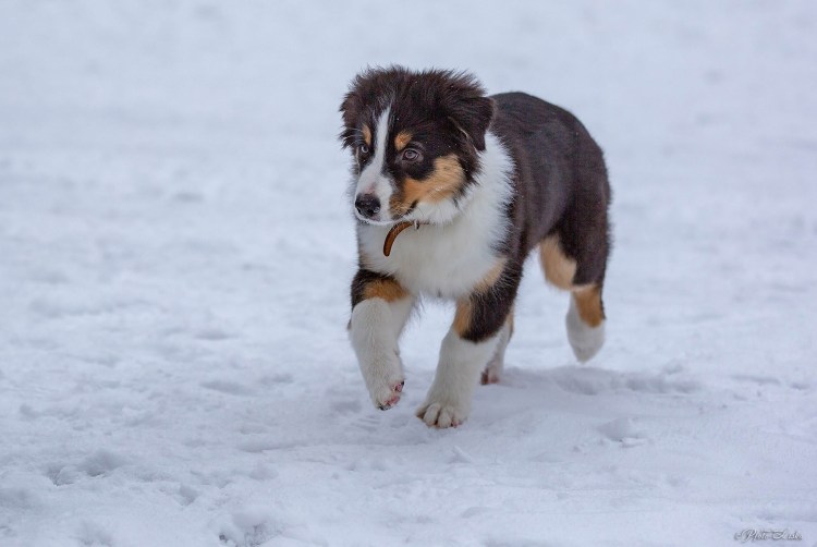 Аусси красный мрамор