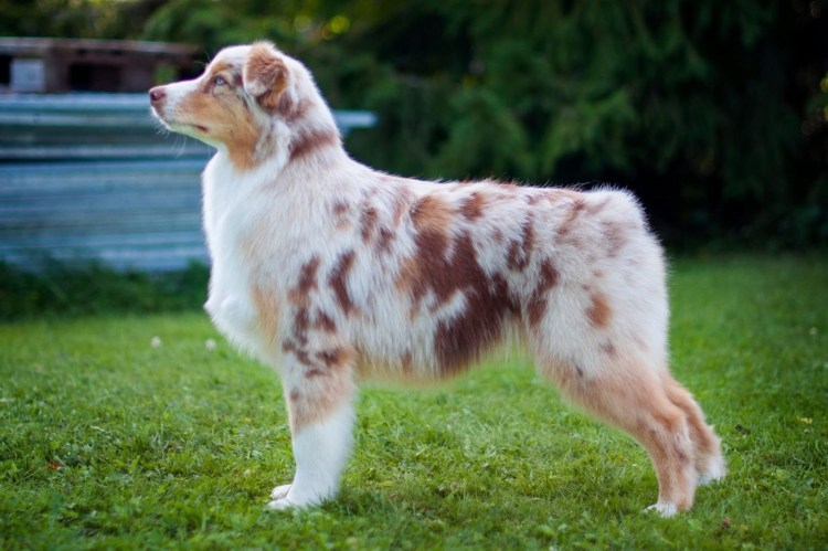 Мраморная аусси австралийская овчарка