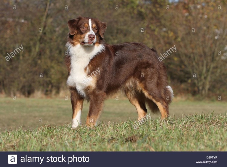 Австралийская овчарка красный Триколор с хвостом
