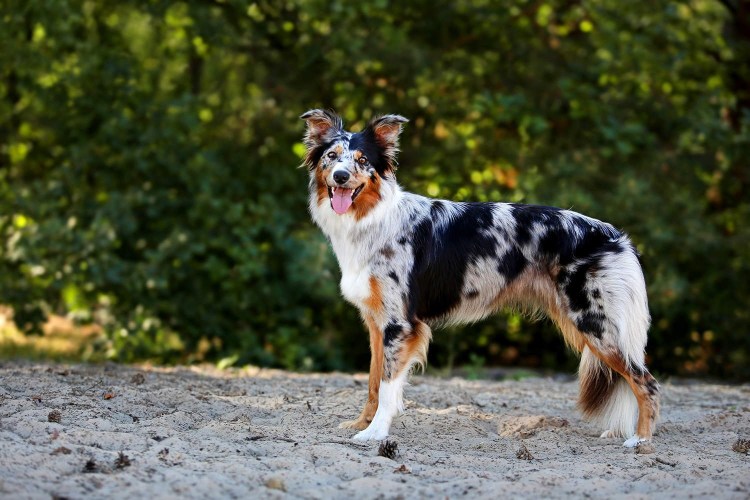 Аусси австралийская овчарка