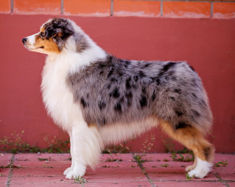 Австралийская овчарка Бесхво