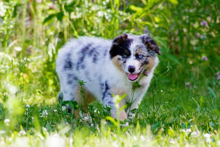 Метис аусси