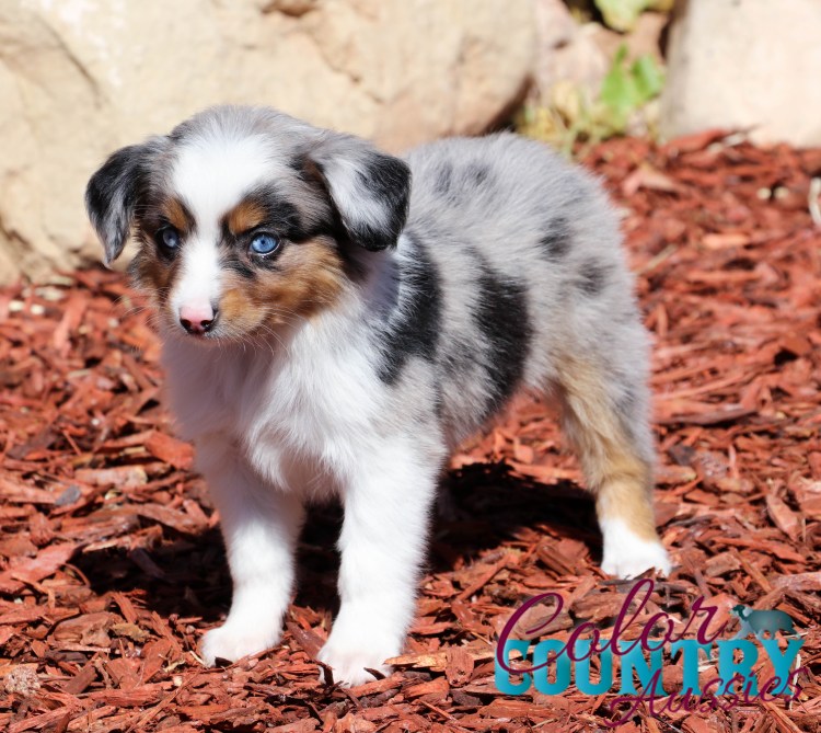 Аусси голубой мрамор