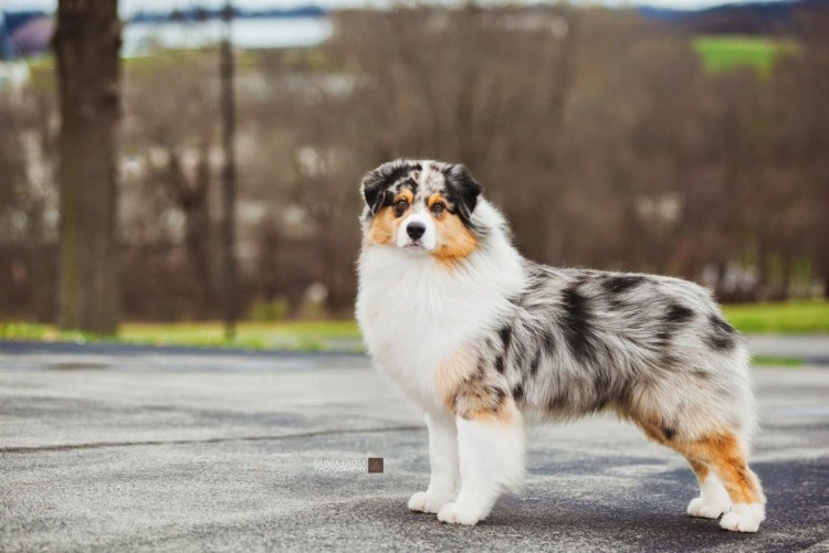 Австралийская овчарка с хвостом