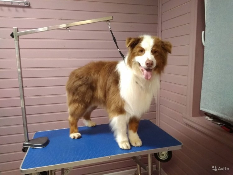 Австралийская овчарка Мерль