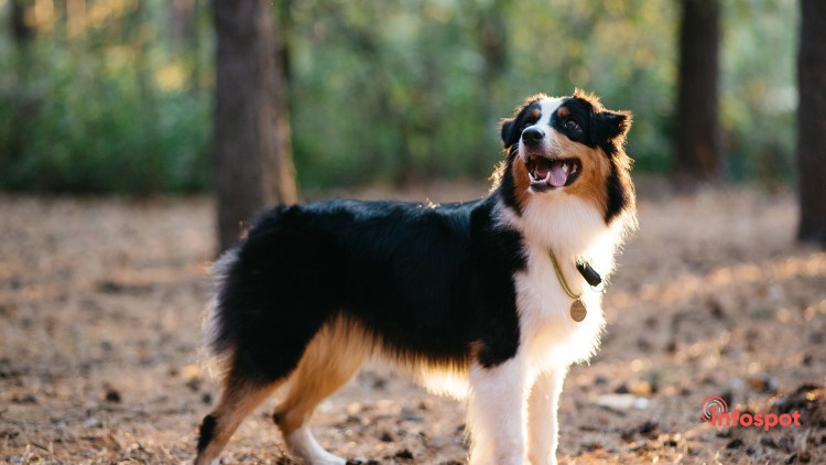 Австралийская овчарка Триколор черный фото сзади