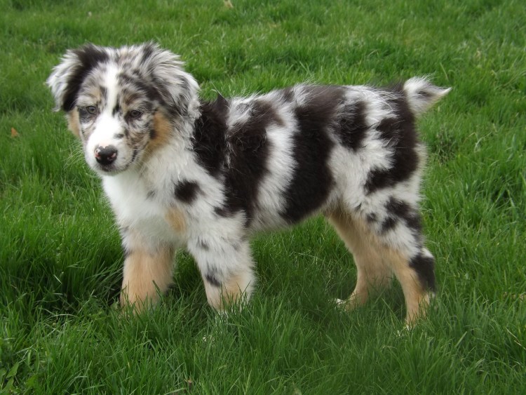 Австралийская овчарка Мерль