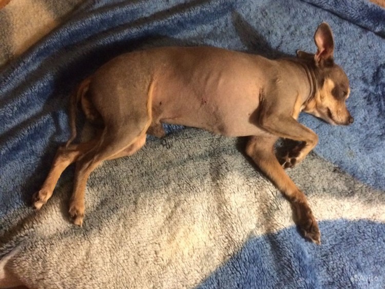 Русский той терьер толстый