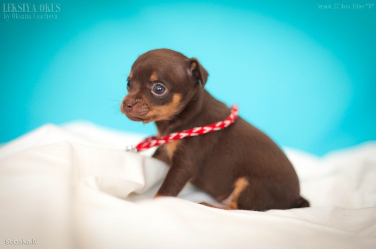 Когда начинают шевелиться щенки