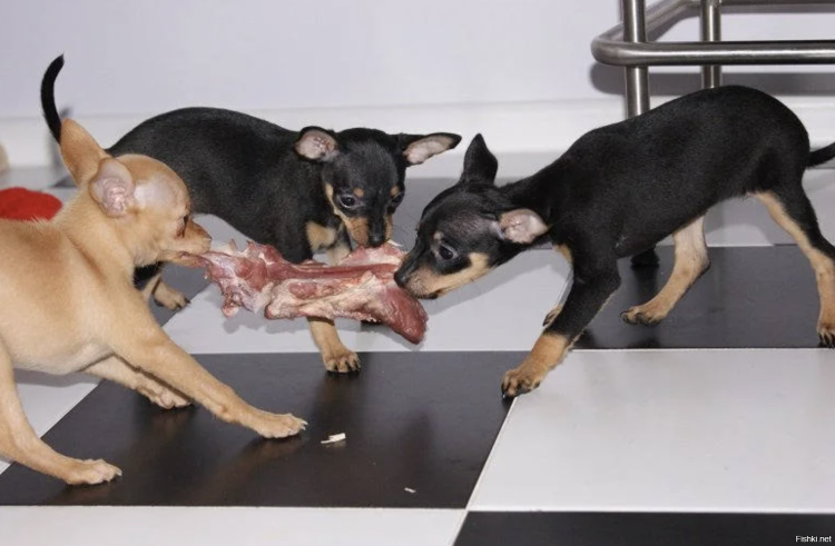 Чихуахуа мини худые