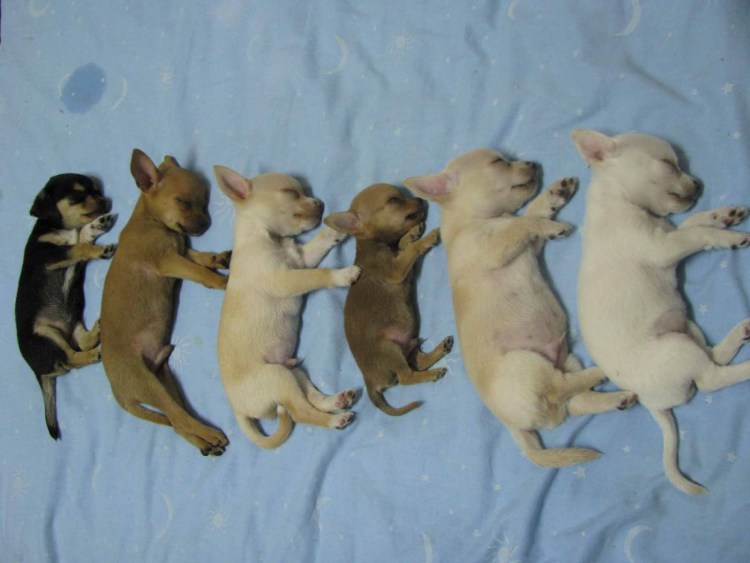 Метастазы на рентгене у собаки