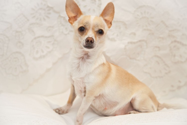 Новорождённых щенки той терьера