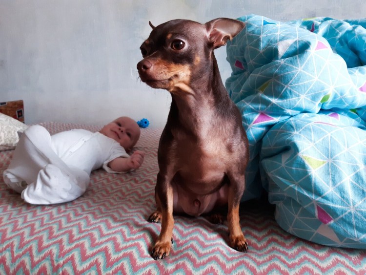 Питание той терьера щенка