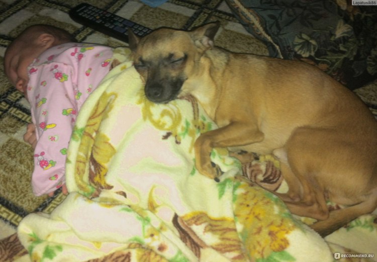 Щенки йоркширского терьера Новорожденные