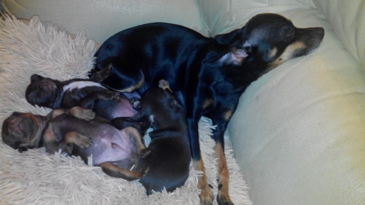 Чихуахуа откормленная