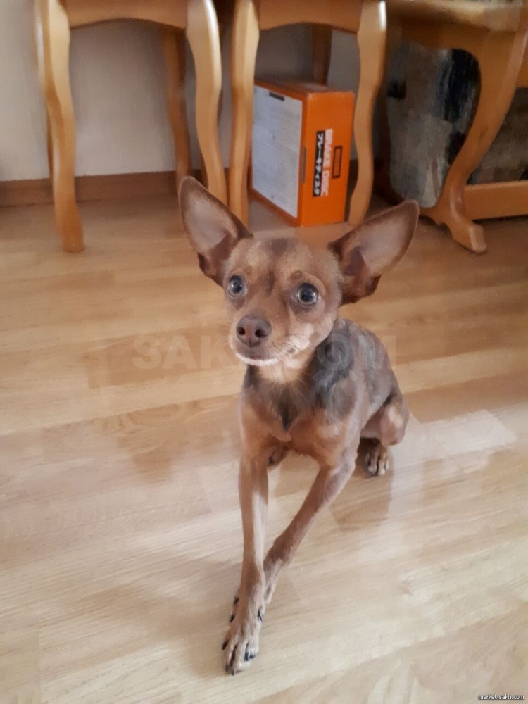 Беременный русский той терьер