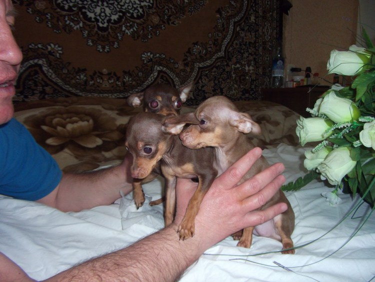 Беременный русский той терьер