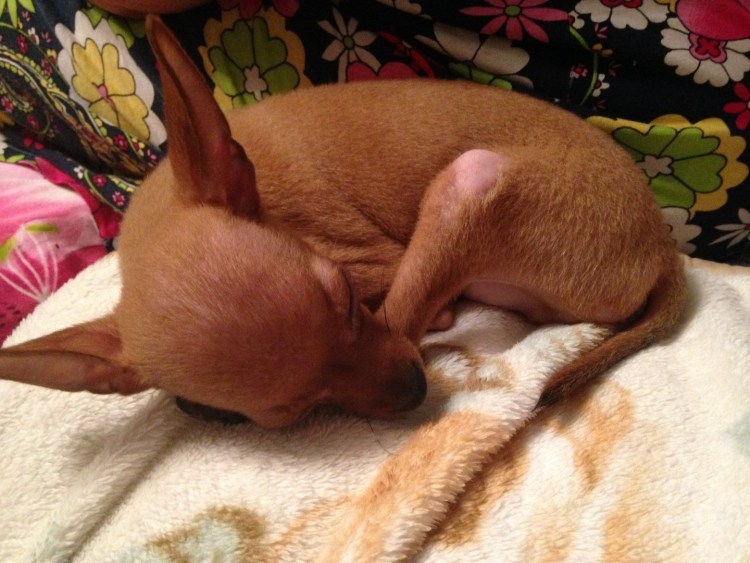 Беременный русский той терьер