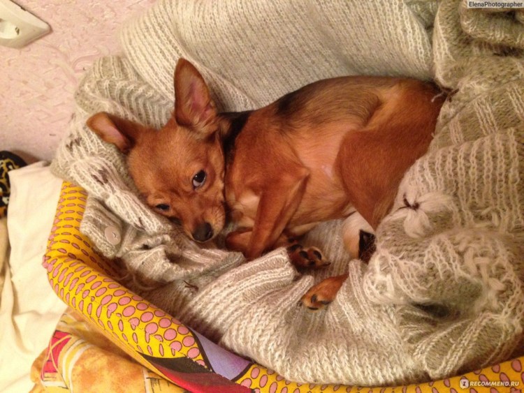 Той терьер мини