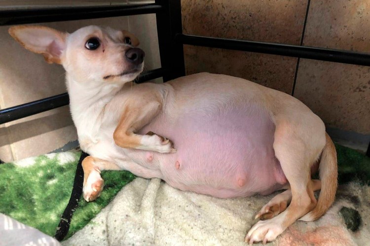 Беременная собака чихуахуа