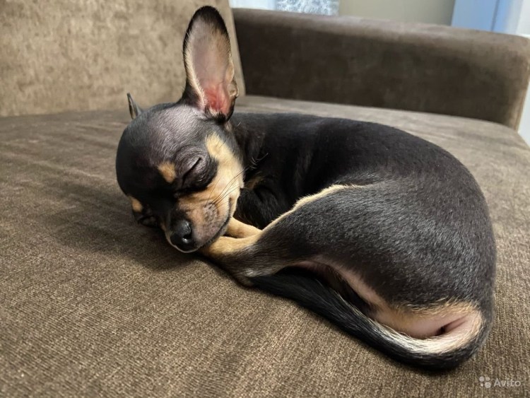 Беременный той терьер фото