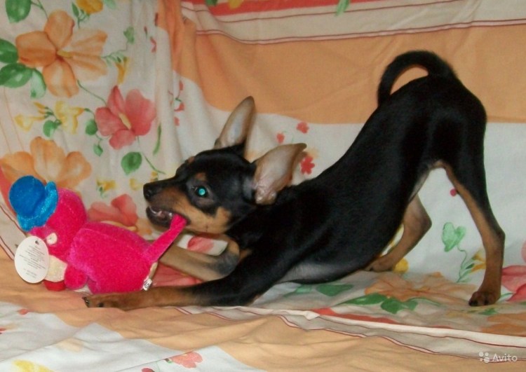 Той терьер Олененок