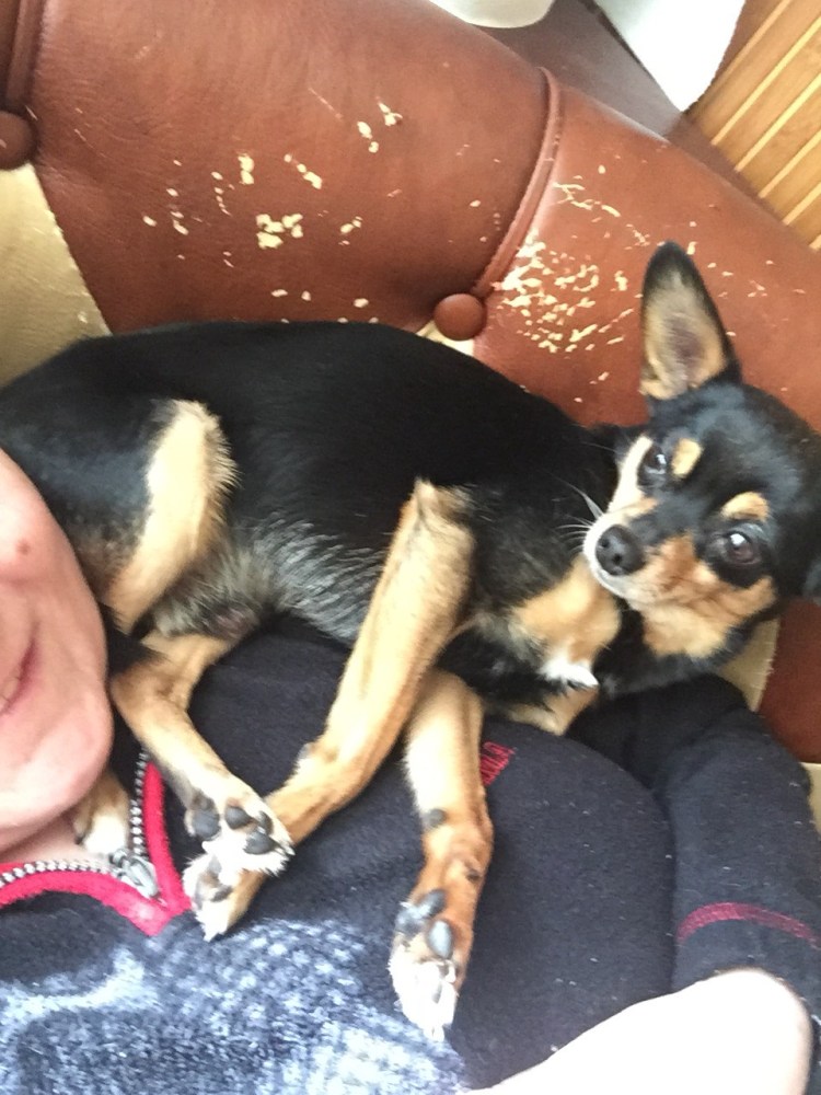 Щенки чихуахуа после рождения