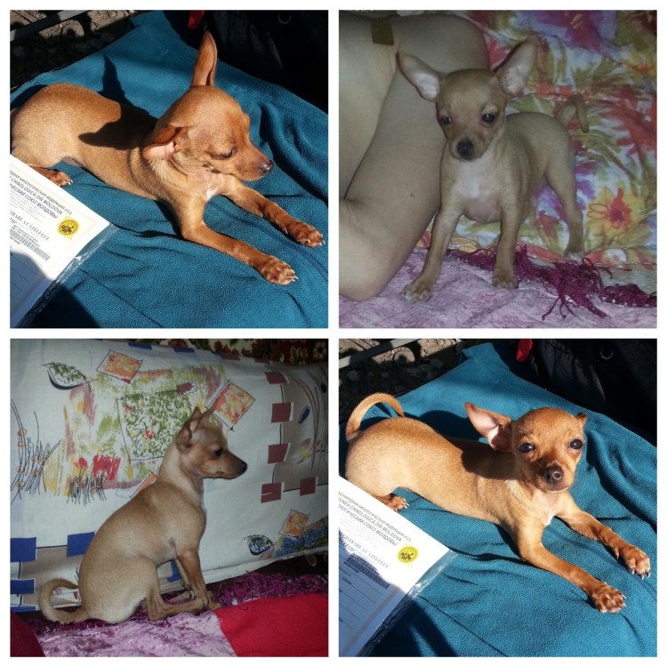 Беременность той терьера