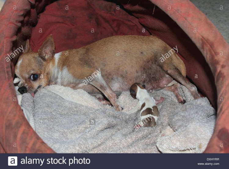 Родовспоможение у собак