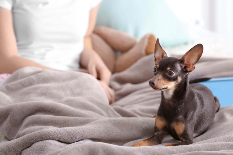 Первая течка у той терьера