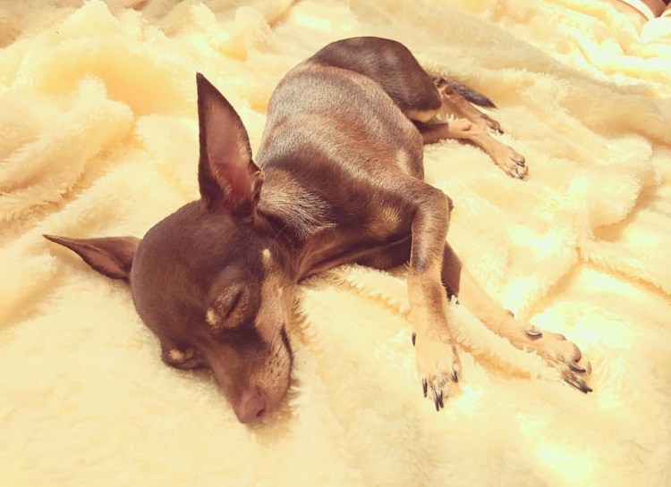 Беременность и роды у собак