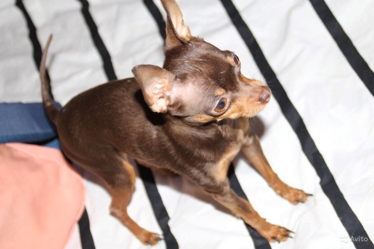 Той терьер свести