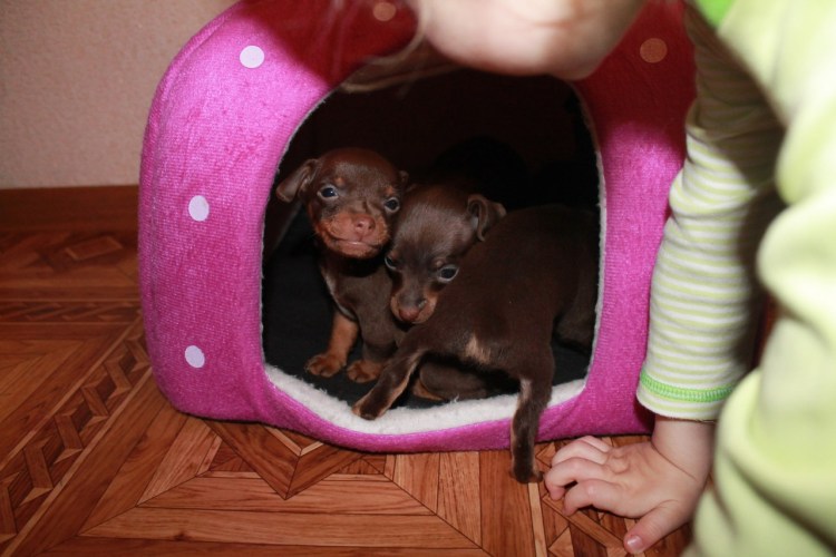 Беременность той терьера